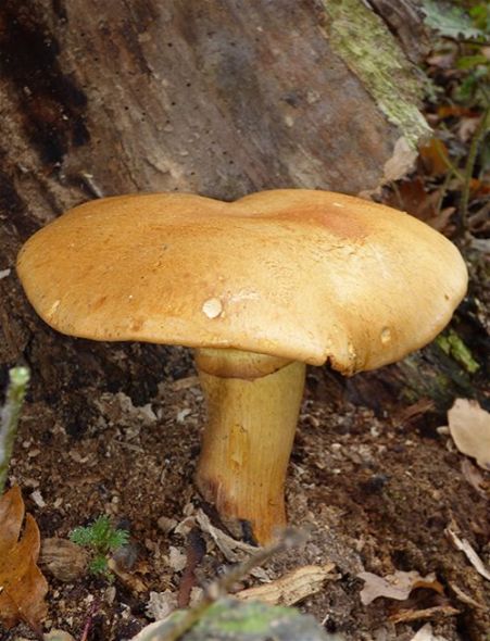 A single large cap growing at the base of a beech monolith in Epping Forest, Essex.